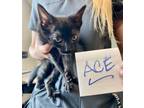 Adopt Ace a All Black Domestic Shorthair / Domestic Shorthair / Mixed cat in