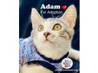 Adopt Adam a American Shorthair
