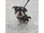 Adopt Owen a Schnauzer