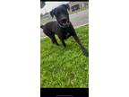 Adopt Doobie a Labrador Retriever / Mixed dog in Dyersburg, TN (36223471)