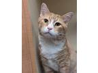 Adopt Simpson a Domestic Shorthair / Mixed cat in Portsmouth, VA (38590917)