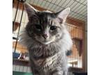 Adopt Franky a Domestic Long Hair