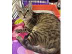 Adopt Gabe a Tabby