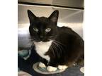 Adopt Molly a All Black Domestic Shorthair / Domestic Shorthair / Mixed cat in