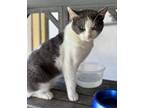 Adopt Hank a Domestic Short Hair