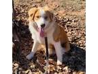 Adopt Ralph a Australian Shepherd, Mixed Breed