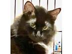 Adopt Fern a Black & White or Tuxedo Domestic Longhair (long coat) cat in