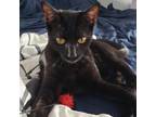 Adopt Mickey Jaggy a All Black Domestic Shorthair / Mixed cat in Long Beach