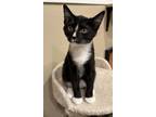 Adopt Smudge a Domestic Shorthair / Mixed (short coat) cat in Lawrenceville