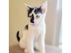 Adopt Jasper a White Domestic Shorthair / Mixed cat in Wichita, KS (38562485)