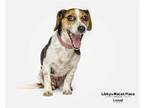 Adopt Rosie a Beagle / Mixed dog in Mcclellanville, SC (38502686)