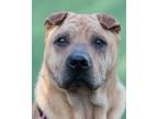 Adopt Thor a Shar-Pei, Mixed Breed