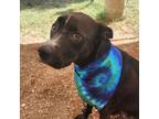 Adopt Floral a Black Labrador Retriever / Mixed dog in Austin, TX (38542950)