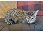 Adopt Boxer (23-469) a Brown Tabby Domestic Mediumhair / Mixed cat in York