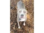 Adopt FREYA a Gray/Blue/Silver/Salt & Pepper Mixed Breed (Large) / Mixed dog in