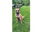 Adopt Cocoa Puff a German Shepherd Dog