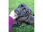Adopt Kita a Brindle - with White Cane Corso / Mixed dog in Kennesaw
