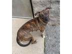 Adopt Chloe a Brindle Pit Bull Terrier / Mixed dog in Covington, VA (38498475)