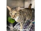 Adopt Athena a Brown or Chocolate Domestic Shorthair / Domestic Shorthair /