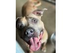 Adopt Astrid a Tan/Yellow/Fawn - with Black American Pit Bull Terrier / Mixed