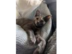 Adopt Crinkle (Topanga) a Domestic Mediumhair / Mixed cat in Lafayette