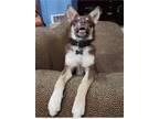 Adopt Sandy a Brown/Chocolate - with White Shepherd (Unknown Type) / Mixed dog
