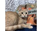 Adopt Cindy Clawford a Orange or Red Domestic Mediumhair / Mixed cat in