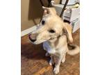 Adopt Jack a Corgi, German Shepherd Dog