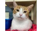 Adopt Charm a Orange or Red Domestic Shorthair / Mixed cat in West Olive