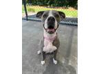 Adopt Bailey a Gray/Silver/Salt & Pepper - with White Pit Bull Terrier / Mixed