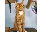 Adopt Teddy a Tabby