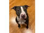 Adopt George Hill a Pit Bull Terrier