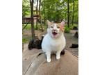 Adopt Taryn a White (Mostly) Domestic Shorthair / Mixed cat in Drasco