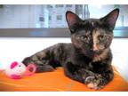 Adopt Kitten India a Tortoiseshell Domestic Shorthair / Mixed (short coat) cat