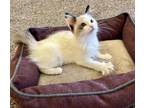 Adopt Brianne a Domestic Shorthair cat in Calimesa, CA (38531490)