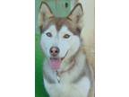 Adopt Summer a Red/Golden/Orange/Chestnut - with White Siberian Husky / Mixed