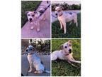 Adopt Seashore a Mixed Breed (Medium) / Mixed dog in Naples, FL (38337929)