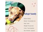 Adopt Sandy a Mixed Breed (Medium) / Mixed dog in Naples, FL (38345658)