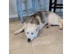 Adopt Savannah a Siberian Husky / Mixed dog in N Las Vegas, NV (38510035)