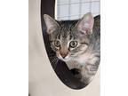 Adopt Fern a Gray, Blue or Silver Tabby Domestic Shorthair / Mixed (short coat)