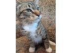 Adopt Michaelangelo a Brown Tabby Domestic Shorthair / Mixed (short coat) cat in