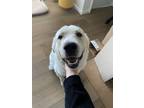 Adopt Krypto a Great Pyrenees