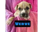 Adopt Verve a Pit Bull Terrier, Boxer