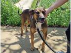 Adopt Sam a Brown/Chocolate - with Black Rhodesian Ridgeback / English Pointer /