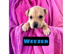 Adopt Weezer a Pit Bull Terrier, Boxer