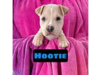 Adopt Hootie a Pit Bull Terrier, Boxer