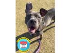 Adopt 2306-0750 Mandy a Gray/Silver/Salt & Pepper - with White Pit Bull Terrier