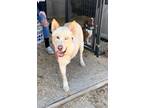 Adopt Kodiak a Husky, German Shepherd Dog