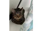 Adopt Sleepy a Brown Tabby Domestic Mediumhair / Mixed (medium coat) cat in