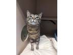 Adopt Jane a Brown or Chocolate Domestic Shorthair / Domestic Shorthair / Mixed